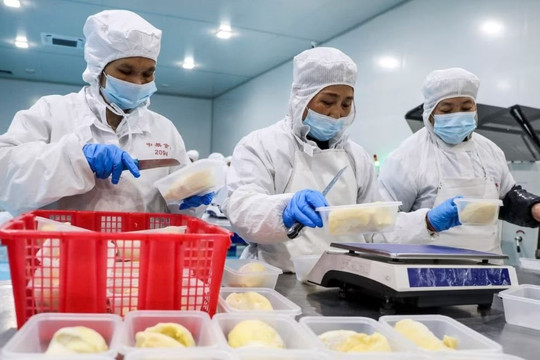 Trung Quốc thu hoạch vụ sầu riêng đầu tiên, hàng Việt Nam tự tin "sống tốt", thẳng tiến thị trường toàn cầu