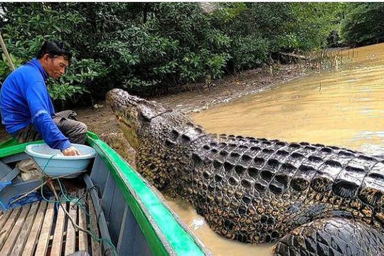 Người đàn ông Indonesia làm bạn với con cá sấu dài 4 mét suốt 26 năm