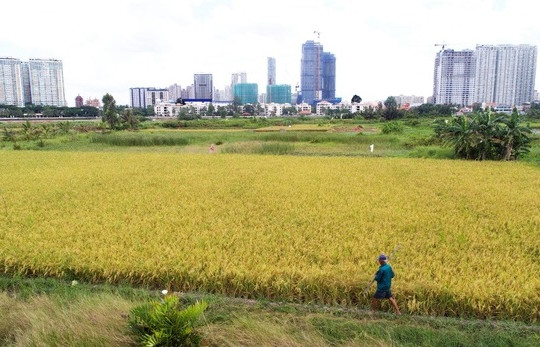 Từ ngày 1/8 TPHCM được tự quyết chuyển đổi đất lúa dưới 500 ha