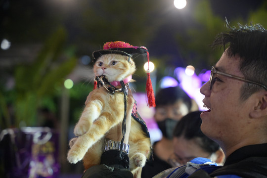 Hàng trăm chú mèo tham gia ngày hội thú cưng của Mars Petcare Việt Nam