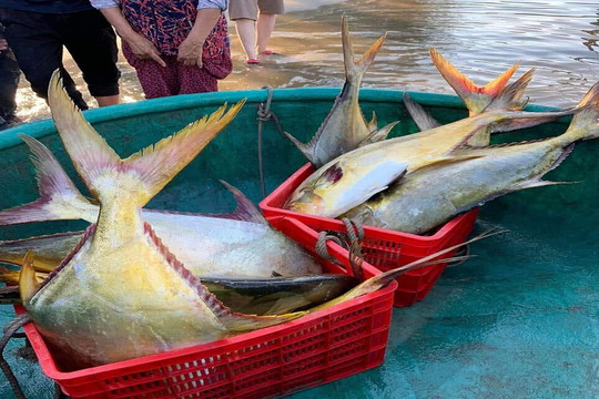 Ngư dân Hà Tĩnh bắt 3 tấn cá vảy vàng, thu 600 triệu đồng sau một đêm ra khơi