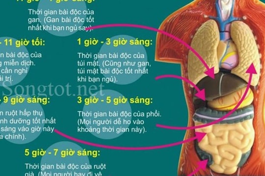 Cách nhận biết và bài độc ngũ tạng đơn giản mà cực kì hiệu quả