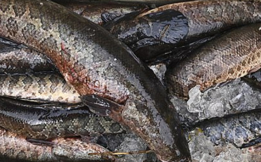 Mỹ: Loài cá châu Á tái xuất gây lo ngại, nếu phát hiện "cần bỏ ngay vào tủ đông lạnh"