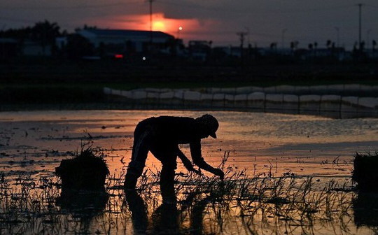 Cách làm của nông dân Việt Nam lên báo nước ngoài, được xem là "cứu tinh" khi sóng nhiệt tấn công