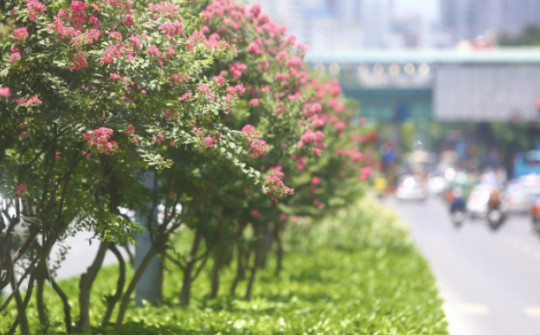 Thay thế phong lá đỏ, đường hoa tường vi nở rộ, khoe sắc giữa phố Hà Nội