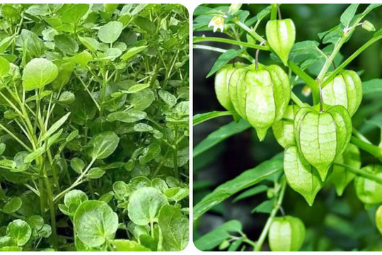 3 loại rau 'trường thọ' mọc dại đầy ở Việt Nam còn tốt hơn cả nhân sâm