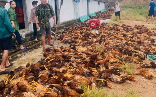 Hà Tĩnh: Hàng trăm người tham gia giải cứu 8.000 con gà chết ngạt
