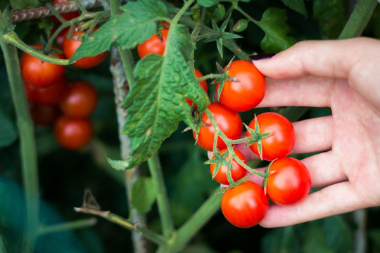 Mối liên hệ bất ngờ giữa cà chua và đột quỵ