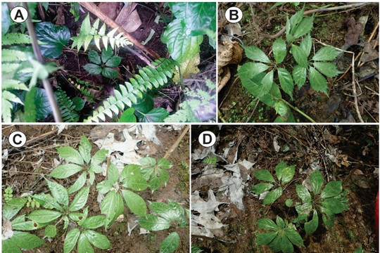 Bảo tồn sâm Việt Nam ở các tỉnh miền núi phía Bắc