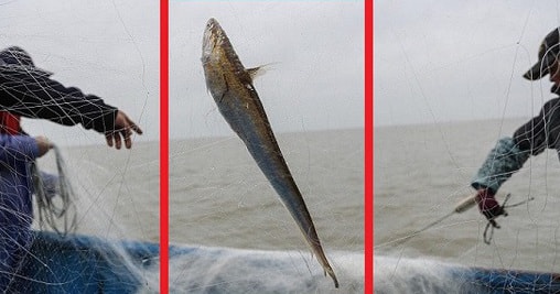 Con cá hơn 3 lạng có giá bằng 4 cây vàng