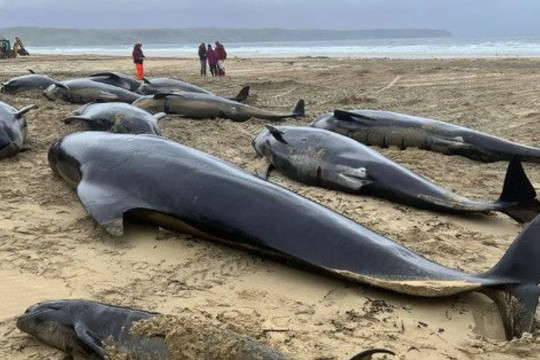 Hàng loạt cá voi hoa tiêu chết ngổn ngang trên bãi biển Scotland