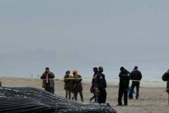 Trung Quốc: Bão Talim đổ bộ, cuốn cá voi dạt vào bờ