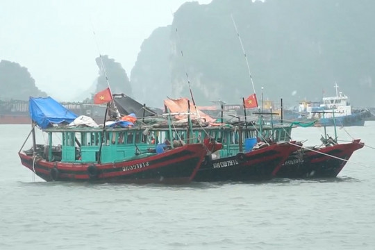 Hạ Long: Tàu thuyền đã về neo đậu an toàn tại các cảng cá