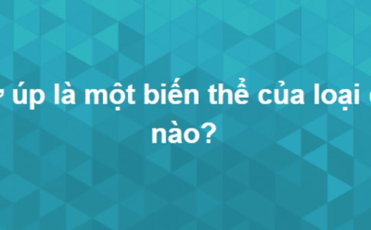 Bộ câu đố thử thách bạn trả lời đúng toàn bộ trong 10 phút