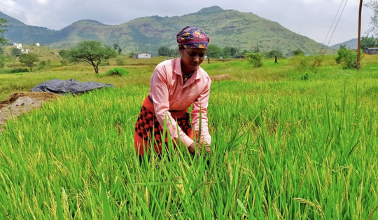 Cú sốc lớn từ việc Ấn Độ đột ngột cấm xuất khẩu gạo