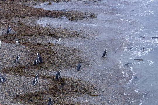 Phát hiện xác chết của hàng ngàn chim cánh cụt