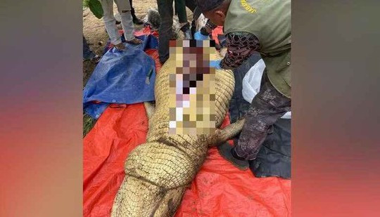 Mổ bụng cá sấu 800 kg ở Malaysia, phát hiện người xấu số