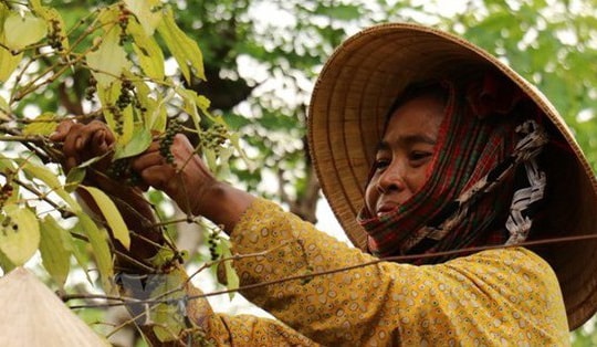 150.000 tấn 'vàng đen' của Việt Nam vươn ra quốc tế: Lập kỷ lục ở nước láng giềng, nắm chắc ngôi đầu thế giới