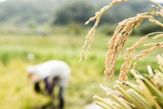 Nga thông báo tạm thời cấm xuất khẩu gạo