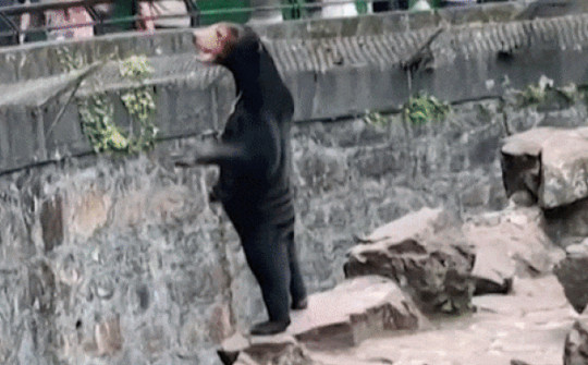 Nghi vấn người đóng giả gấu ở vườn thú Trung Quốc: Nhận định của chuyên gia