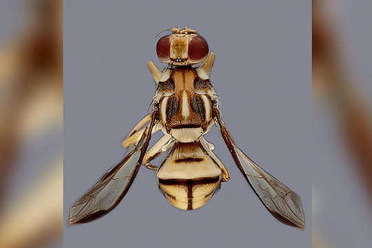 Một địa phương ở Mỹ phát lệnh ‘cách ly’ vì ruồi đục quả