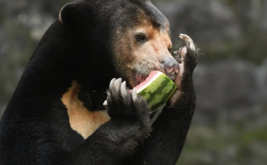 Hình ảnh mới về chú gấu bị nghi do người đóng giả ở vườn thú Trung Quốc