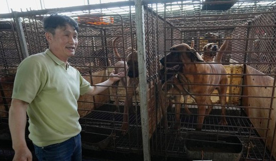Quốc gia châu Á 'tranh cãi nảy lửa' vì chuyện ăn thịt chó: Các chủ trang trại chó thịt lên tiếng