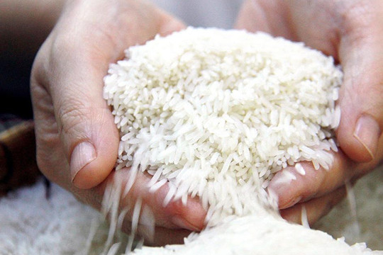 Giá gạo liên tục tăng, doanh nghiệp, đại lý chỉ dám 'ôm' cầm chừng