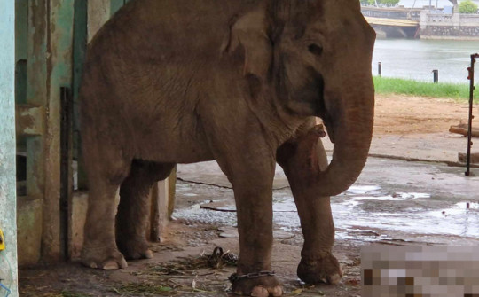 Vườn thú Hà Nội nói lý do xích chân 2 con voi dù có hàng rào điện, bác tin thất thiệt
