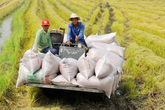 Thủ tướng chỉ đạo xử lý nghiêm các trường hợp đầu cơ, đẩy giá lúa gạo