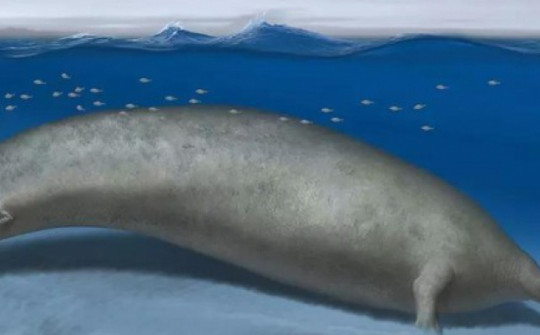Lộ diện loài cá voi cổ đại được cho là lớn nhất lịch sử