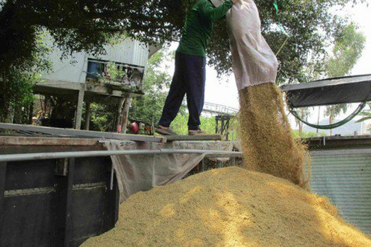 Lo giá gạo tăng ảo, doanh nghiệp không dám ký hợp đồng xuất khẩu