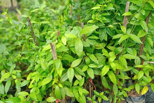 Dây thìa canh có tác dụng gì?