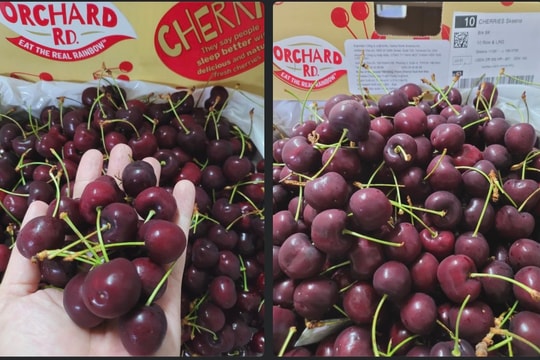 Giá cherry nhập khẩu Mỹ thấp kỷ lục