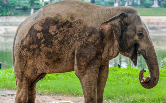 Cận cảnh hai chú voi "sống khổ" với xiềng xích ở vườn thú Hà Nội