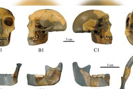 Phát hiện hộp sọ 300.000 năm tuổi có khả năng thuộc giống người mới