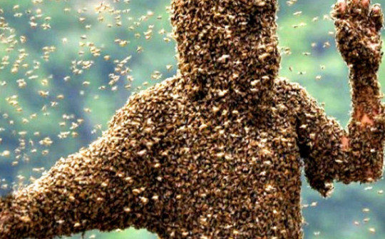 Trở về từ đám tang, người đàn ông bị đàn ong tấn công đến chết