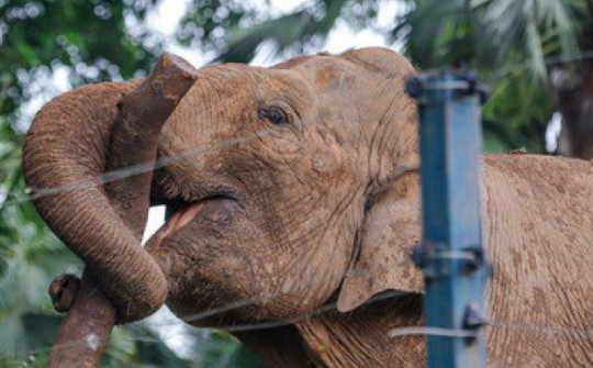 Giải phóng xích chân cho 2 chú voi ở vườn thú Hà Nội