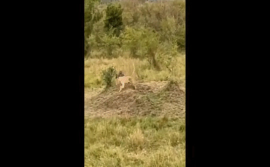 Video: Sư tử bỏ chạy thục mạng khi bị khỉ đầu chó truy đuổi