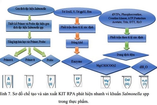 Kit phát hiện nhanh vi khuẩn Salmonella