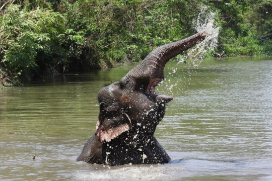 Ngừng chở khách, voi thỏa thích 'vui đùa' dưới nước khi được thả về rừng