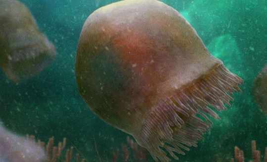 Hóa thạch 505 triệu năm của loài sứa "cổ" nhất được phát hiện ở Rockies Canada