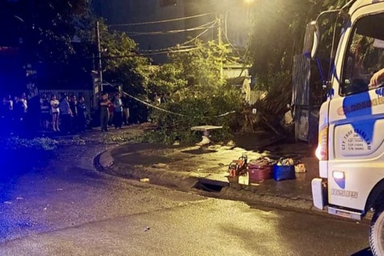 Cây si đè chết 1 người đang trú mưa ở TP Thủ Đức