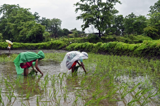 Nguồn cung gạo đối mặt với đe dọa mới khi Ấn Độ muốn thêm hạn chế xuất khẩu