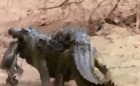 Video: Khỉ đầu chó mẹ liều mạng tấn công cá sấu để giải cứu con