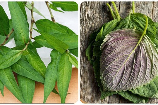 5 loại rau thơm giúp sống khoẻ mọc đầy ở vườn nhà