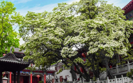 Ngắm cây cổ thụ đẹp nhất Trung Quốc, gần 900 tuổi vẫn nở hoa trắng muốt, hút khách du lịch