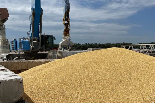 Ba Lan sẵn sàng đơn phương ban hành lệnh cấm nhập khẩu ngũ cốc Ukraine
