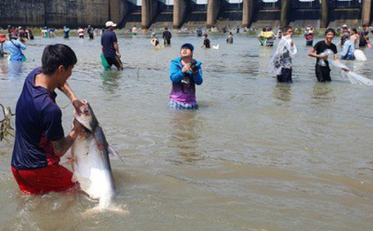 Thủy điện Trị An đóng đập tràn, người dân được mùa bắt cá 'khủng'