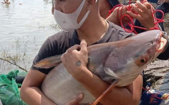 Tin tức 24h qua: Đổ xô đi bắt cá “khủng” dưới chân đập thủy điện